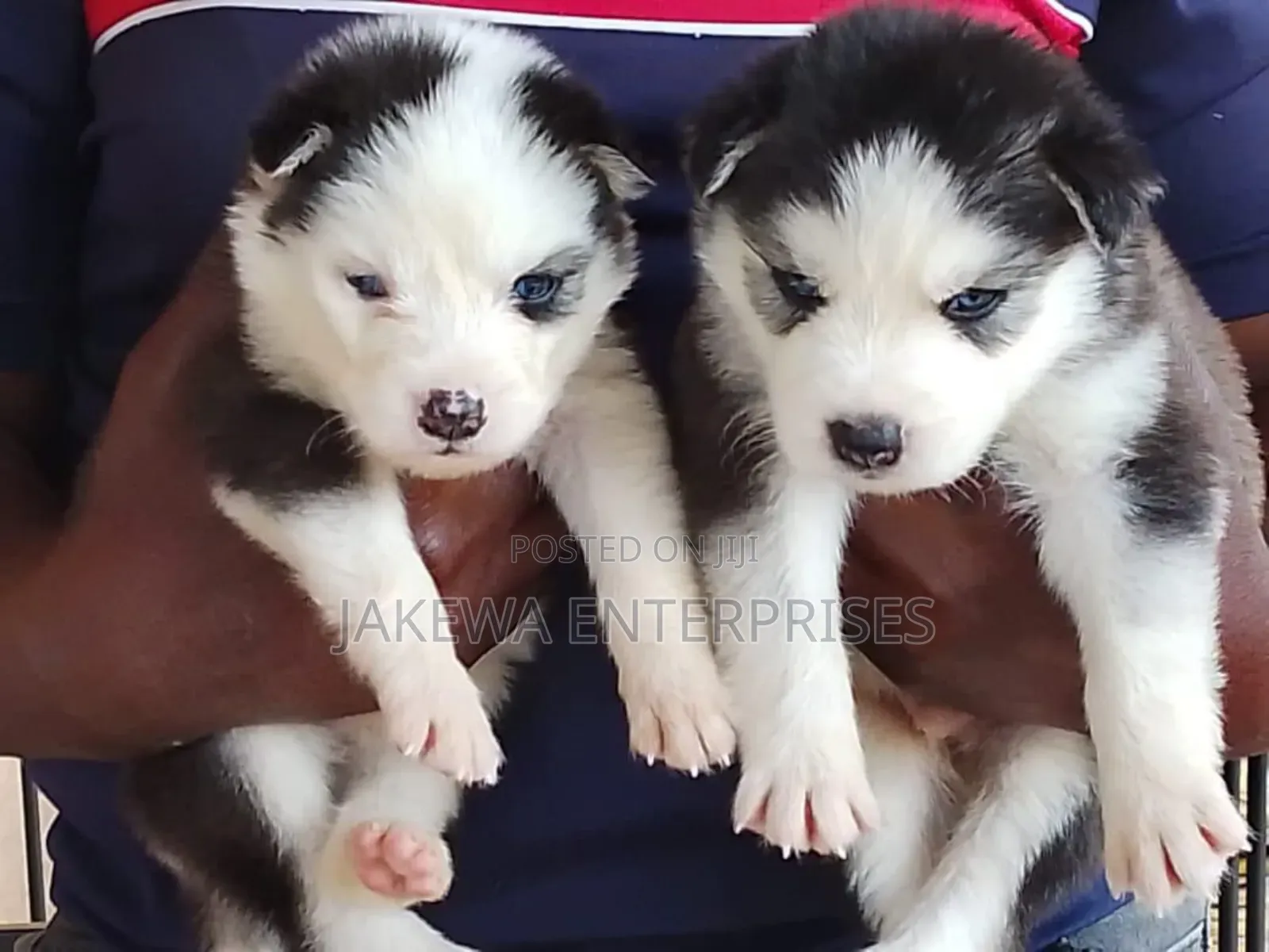 1-3 months Female Purebred Siberian Husky