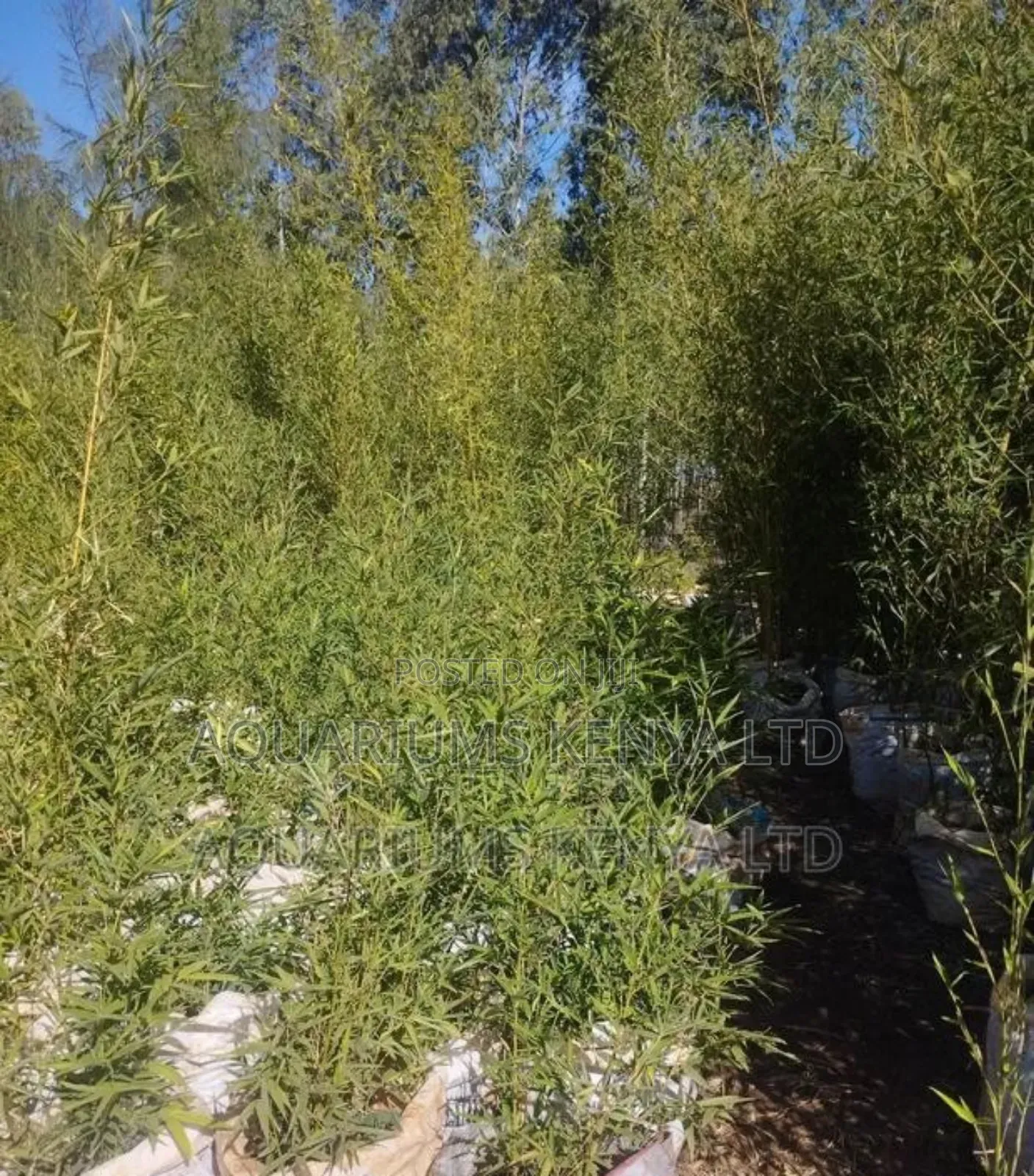 Plants For Fencing,Bamboo Plant