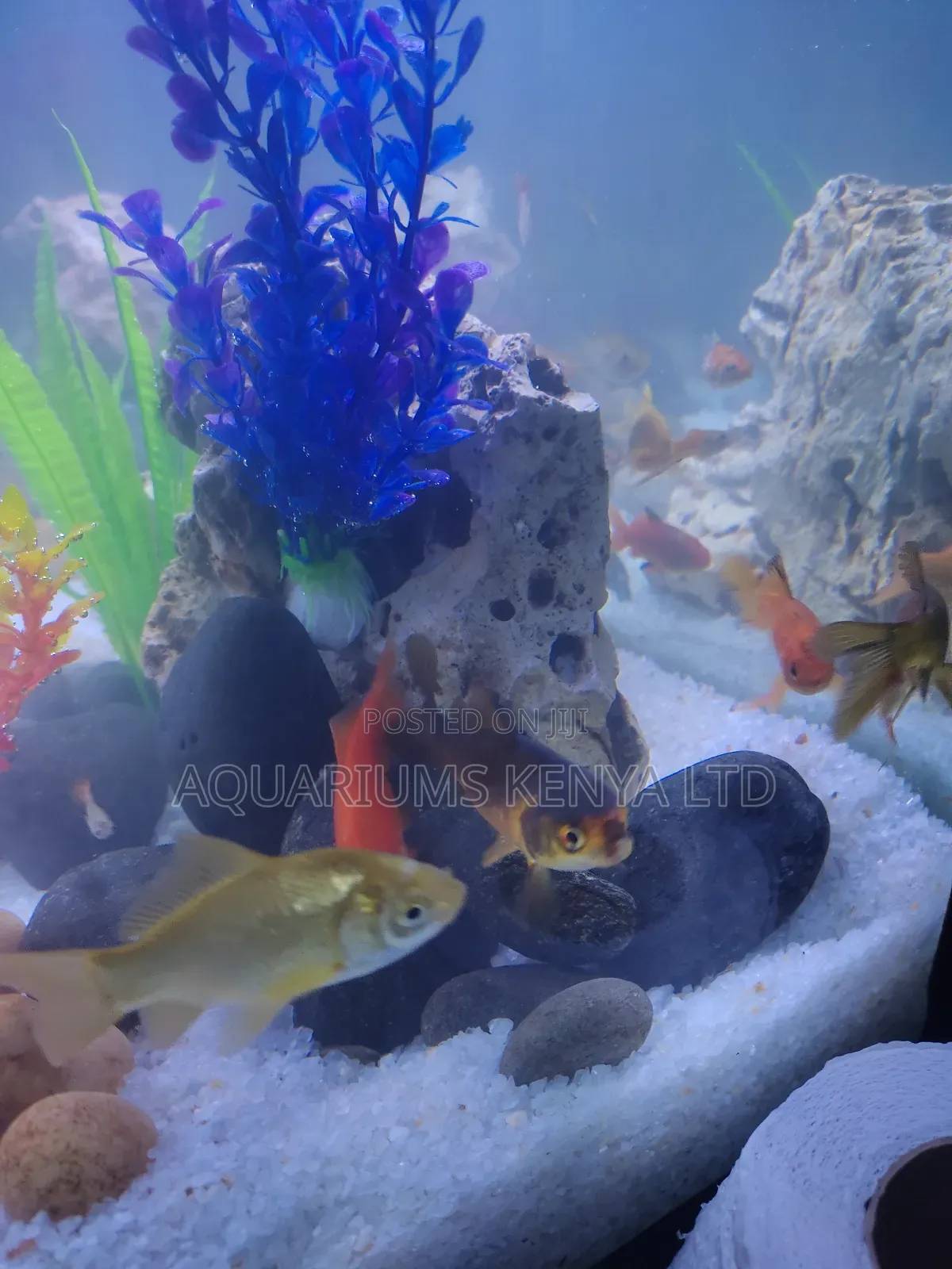 Comet Goldfish (Carassius Auratus)