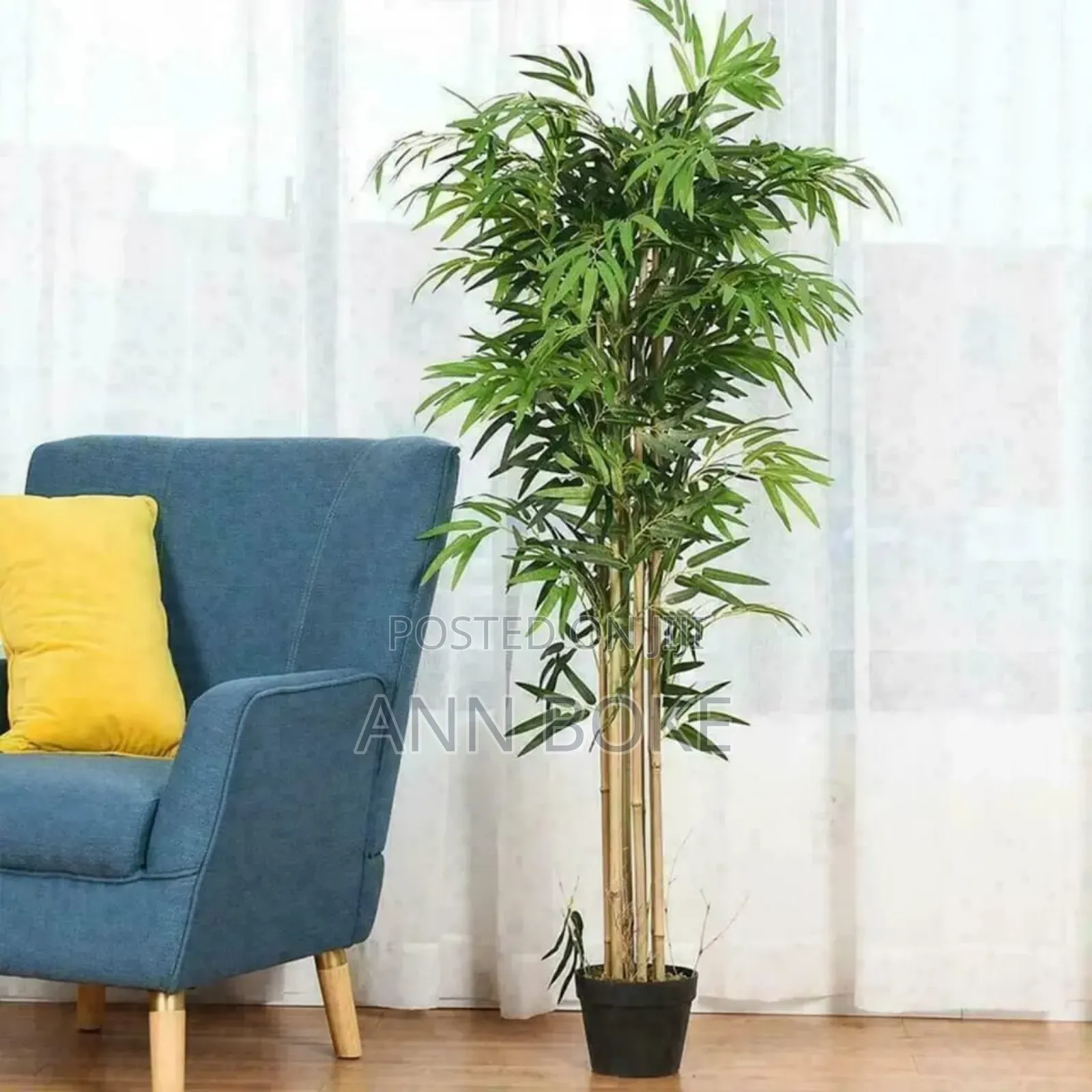 High Quality Potted House Tree
Size 150cms Equivalent to 5