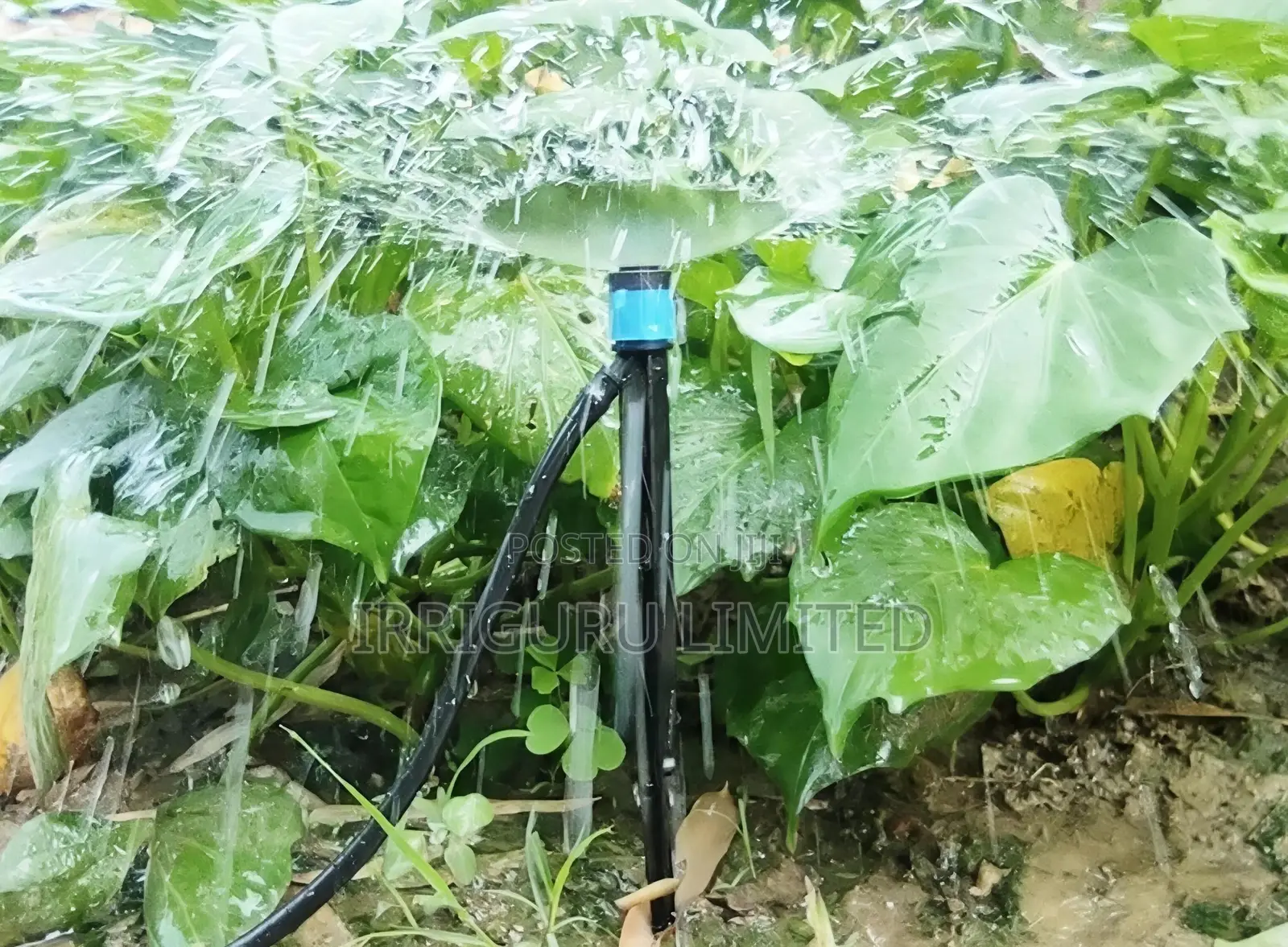 360 Fountain-Type Micro Sprinkler