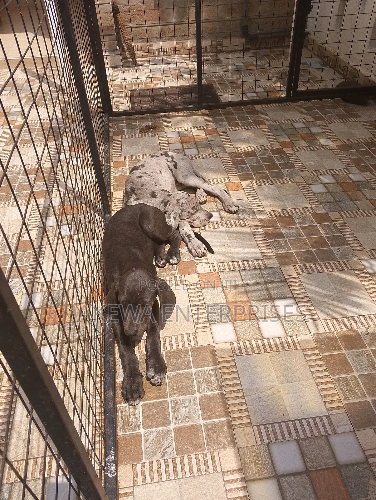 1-3 months Male Purebred Great Dane