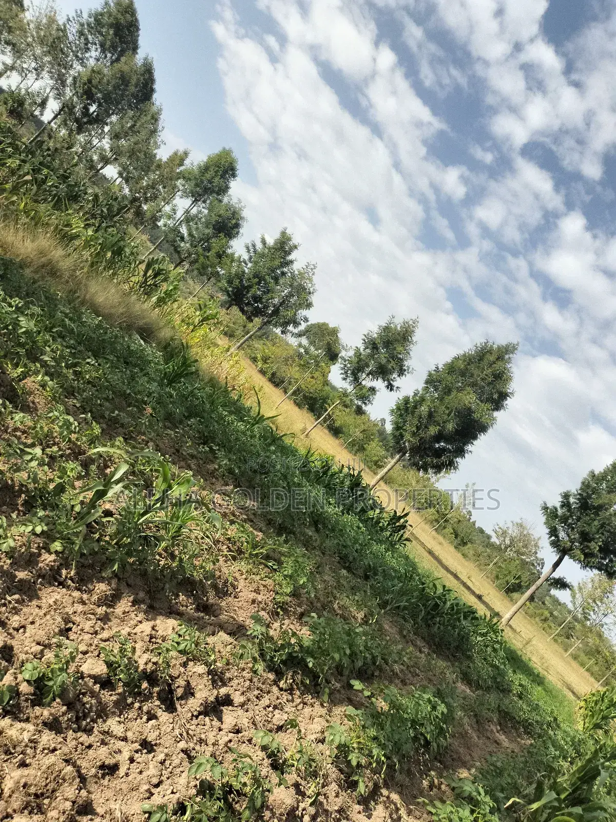 Narumoru 6 Acres on Tarmac