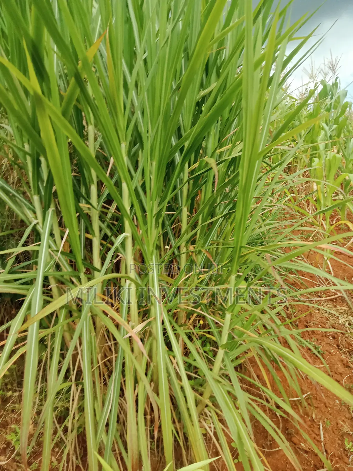 1 Acre Land for Sale at Makuyu -Mihang'0