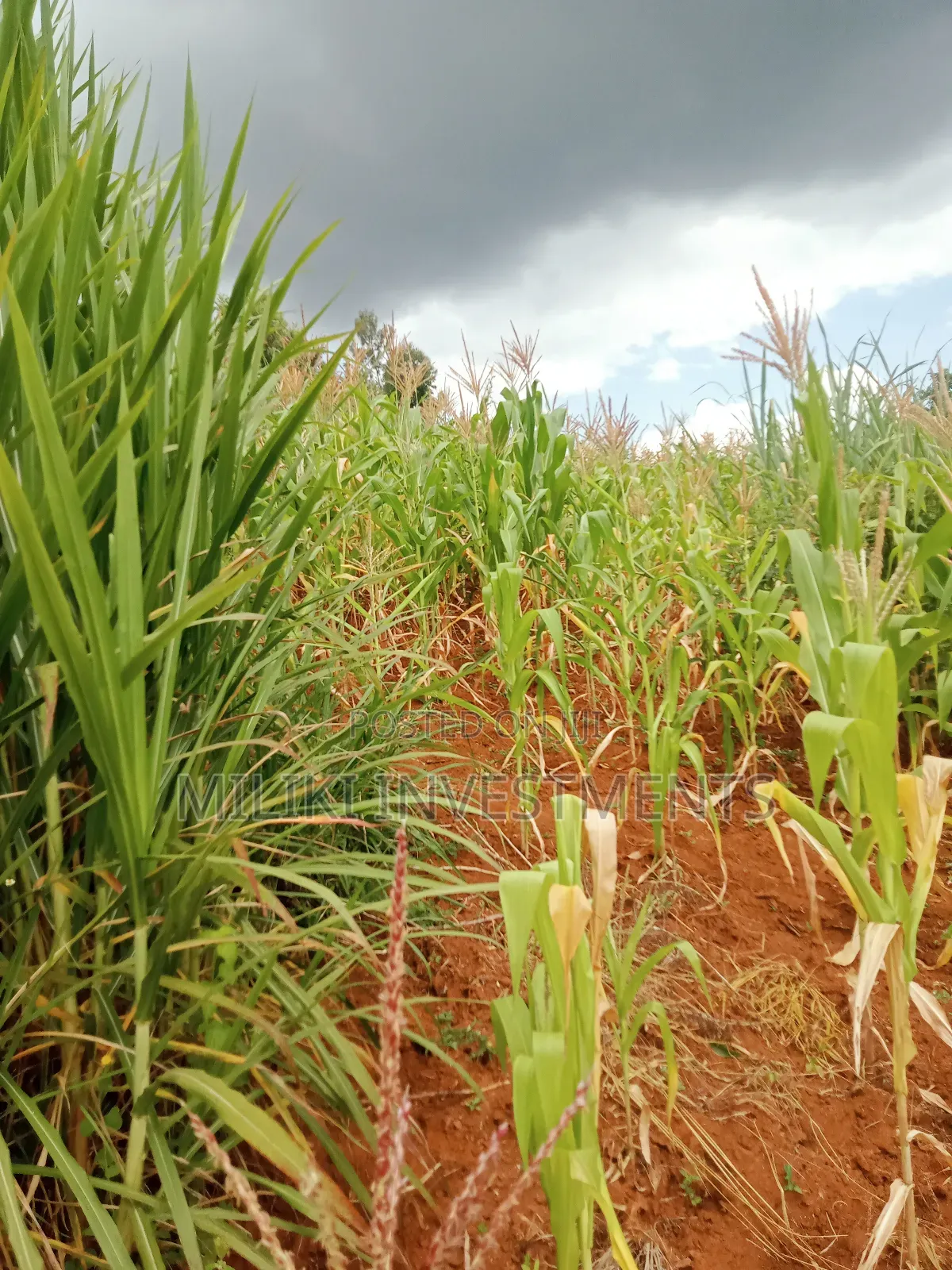 1 Acre Land for Sale at Makuyu -Mihang'0