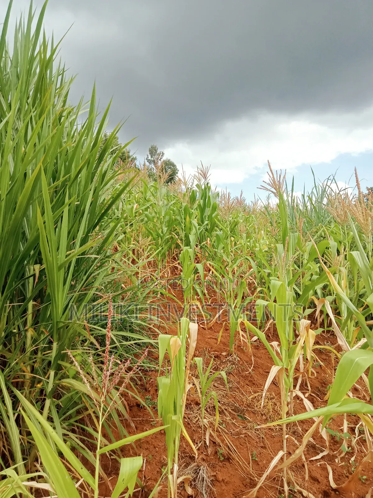 1 Acre Land for Sale at Makuyu -Mihang'0