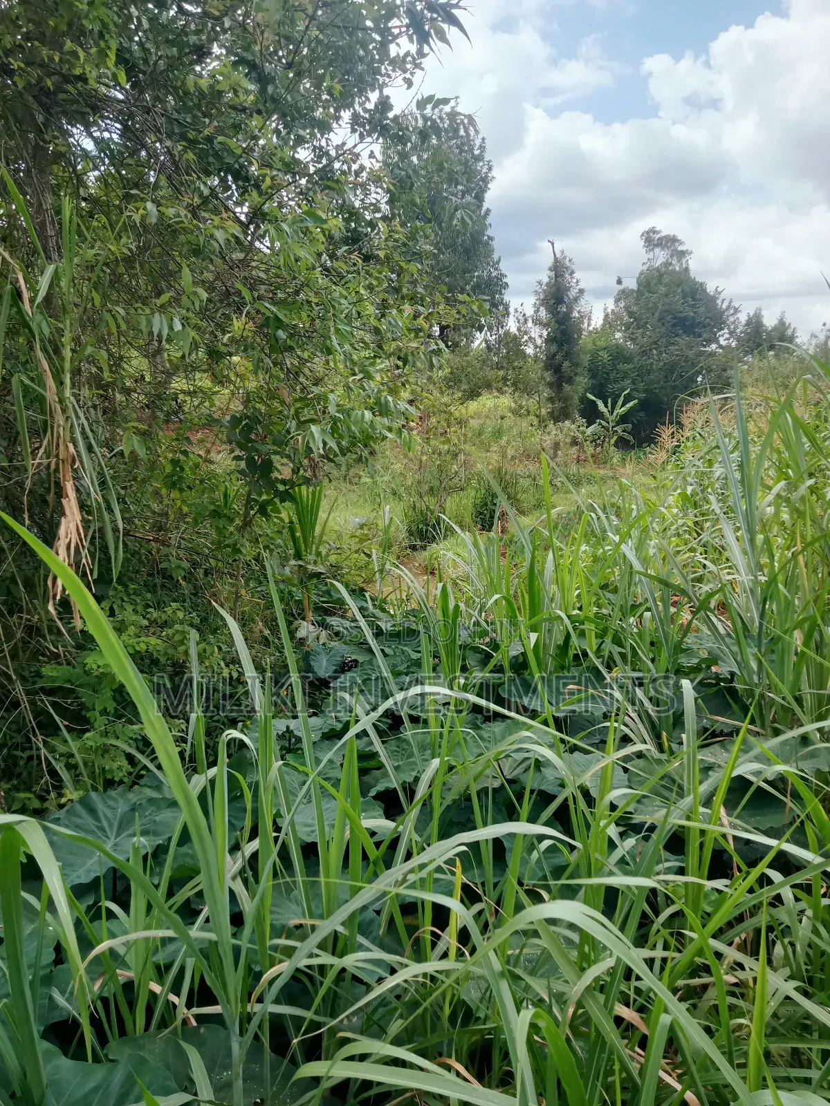 1 Acre Land for Sale at Makuyu -Mihang'0