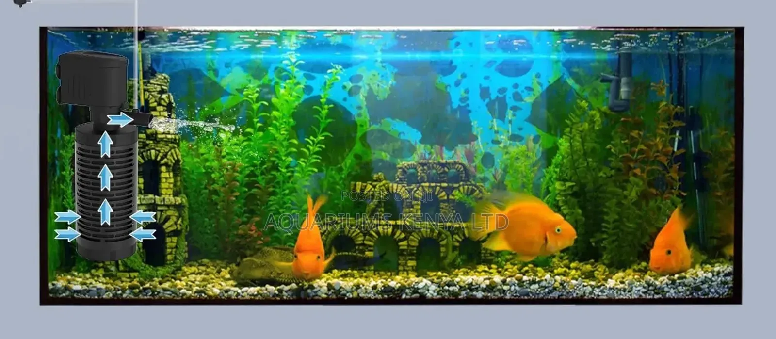 Custom Aquariums Built for You