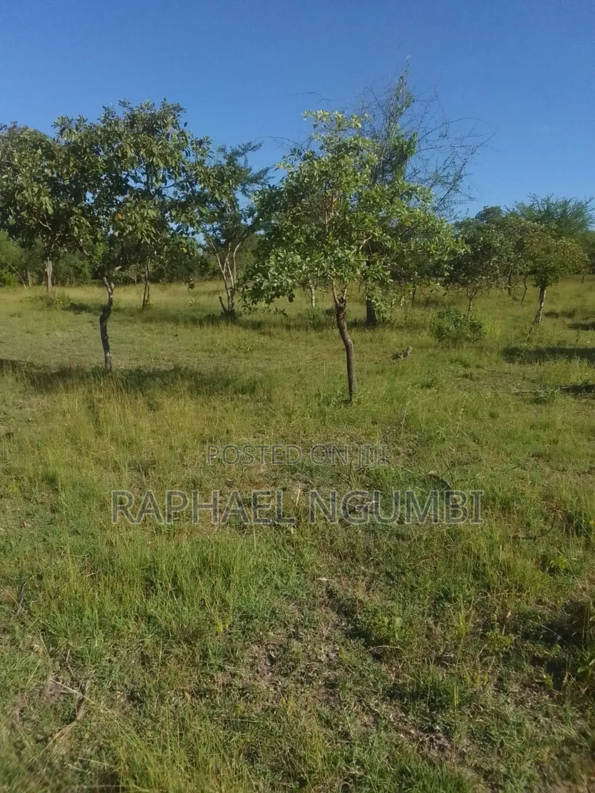 40 Acres at Kithimani Mamba