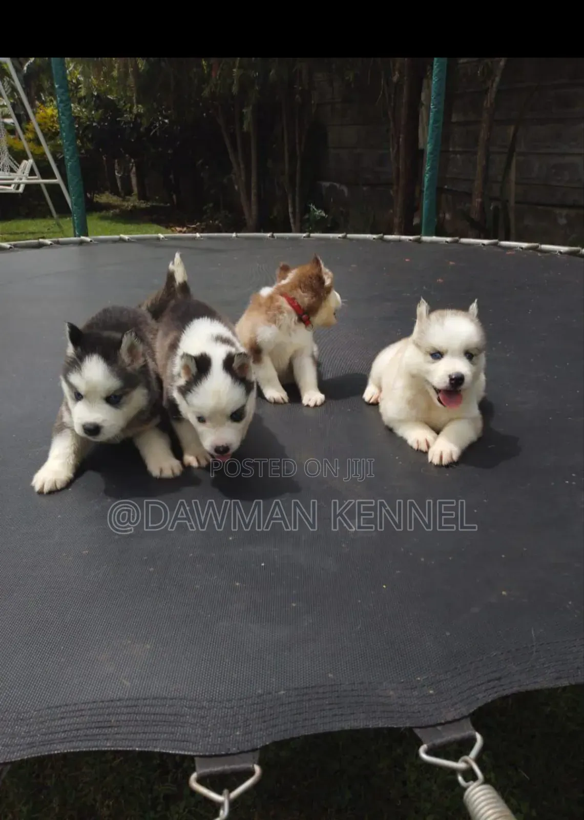 1-3 months Female Purebred Siberian Husky