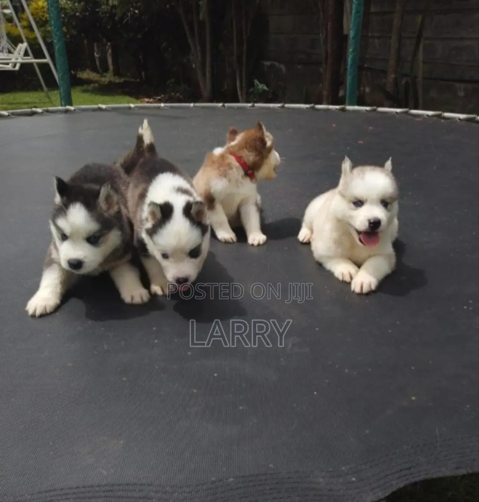 1-3 months Male Purebred Siberian Husky