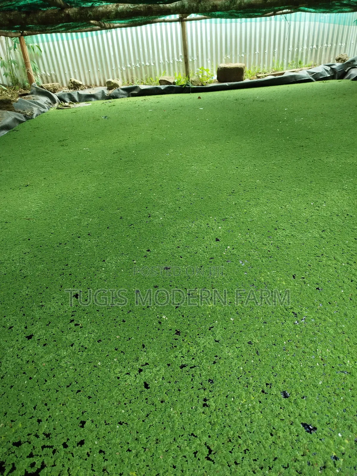Azolla For Pond Propagation -2000ml Container