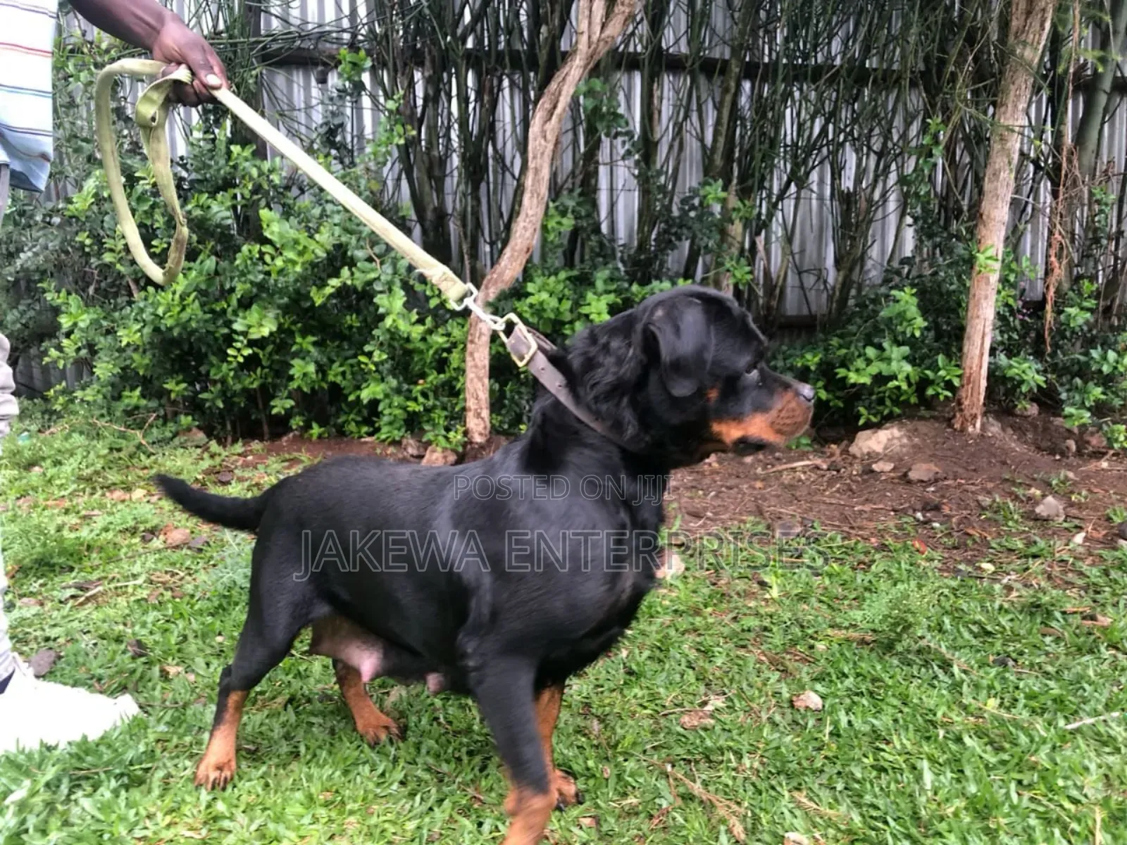 1-3 months Male Purebred Rottweiler