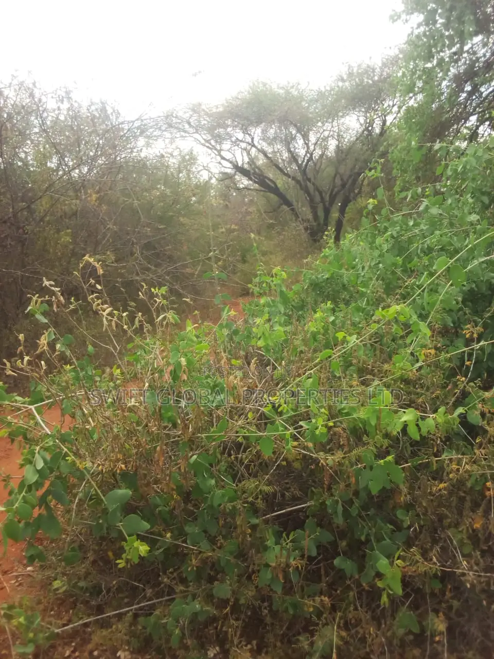 10,000 Acres Along Kibwezi-Kitui Road Is Available for Sale