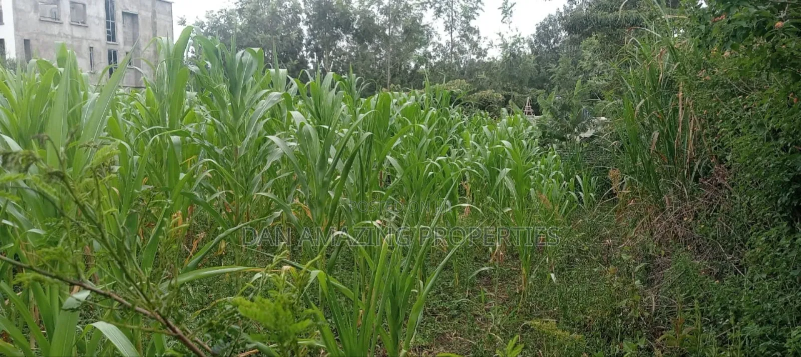 50 by 100 Plot in Matasia Memusi Along Rapasi Road for Sale