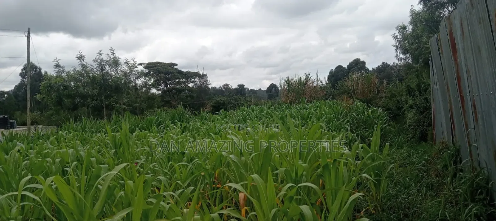 50 by 100 Plot in Matasia Memusi Along Rapasi Road for Sale