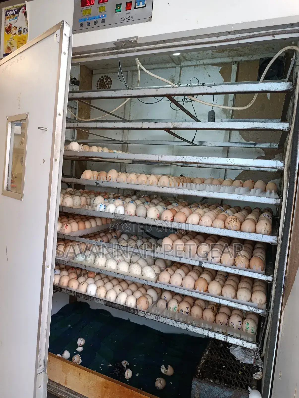 Professional Hatchery And Eggs Incubator Service