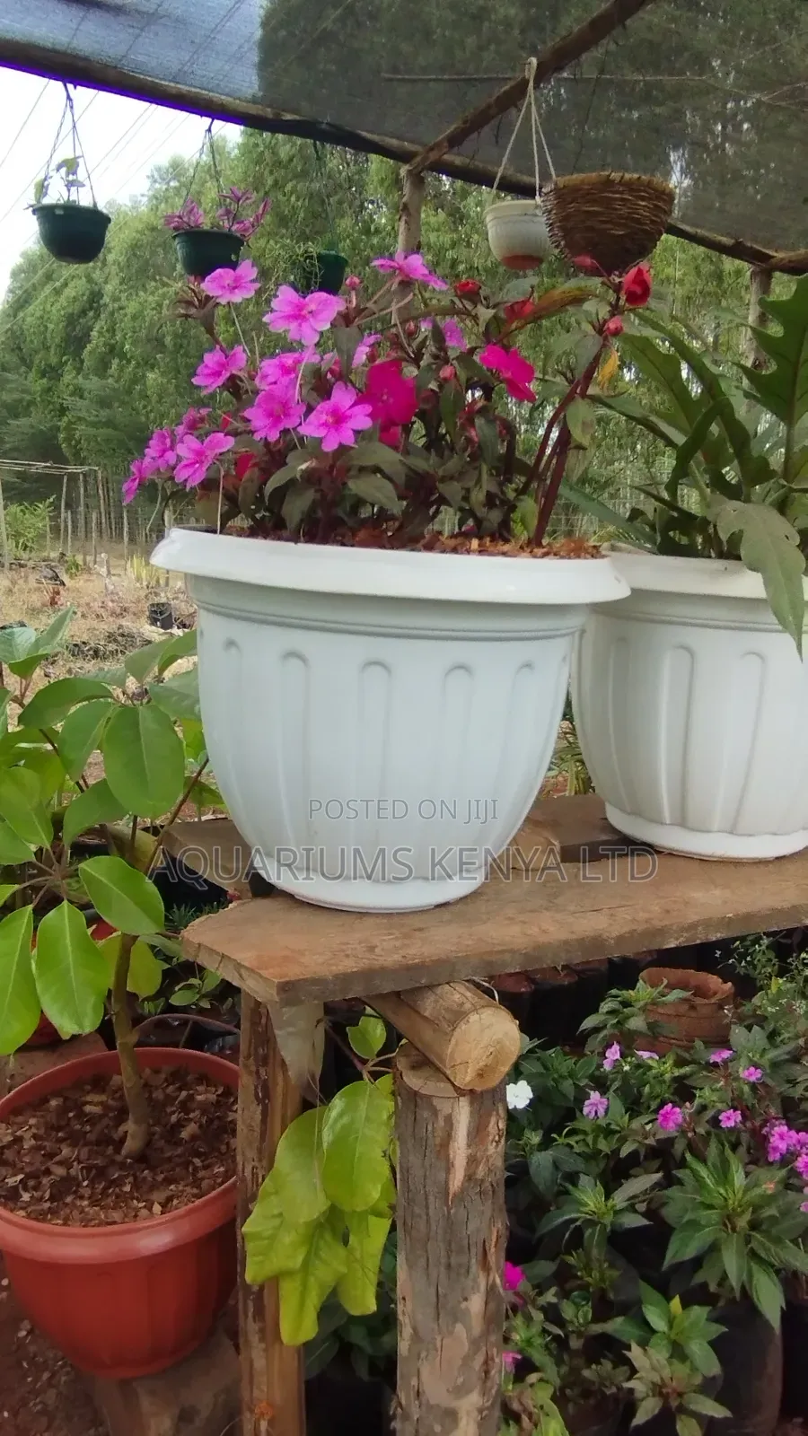 Indoor Plants Planted in White Vases