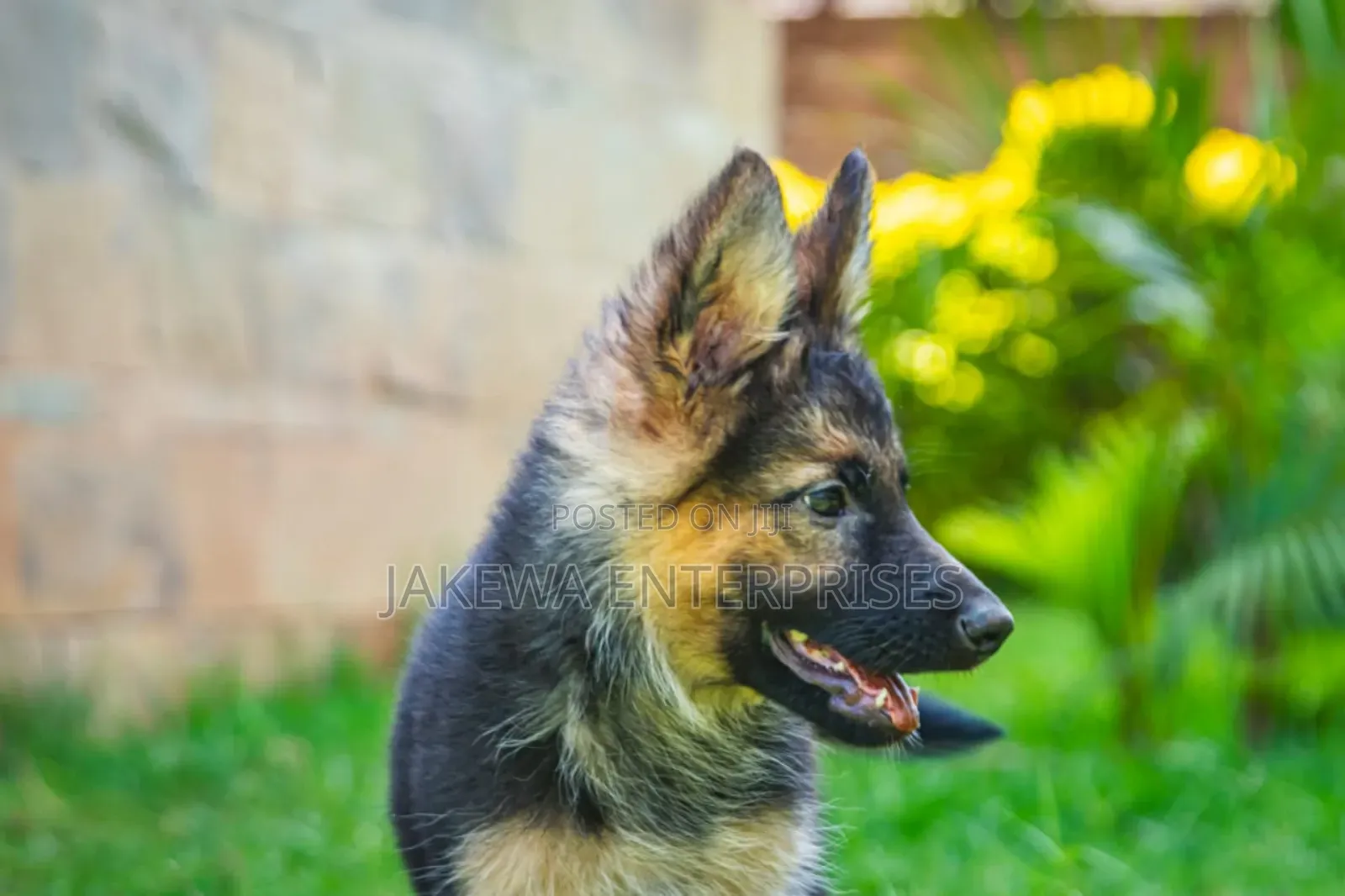 1-3 months Female Purebred German Shepherd