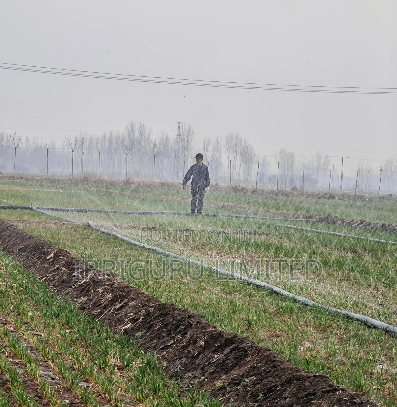 Irrigation Rainwater Pipe in Wheat Field
