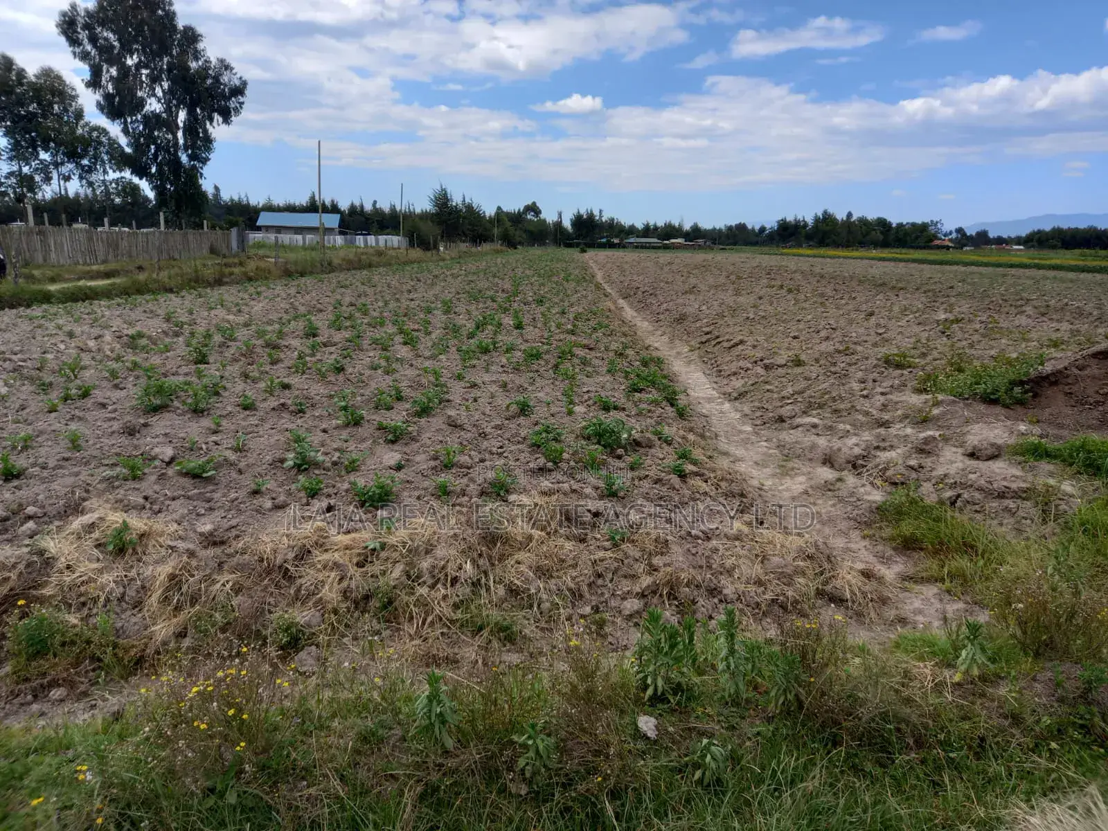 Magumu Rich Farm Sale