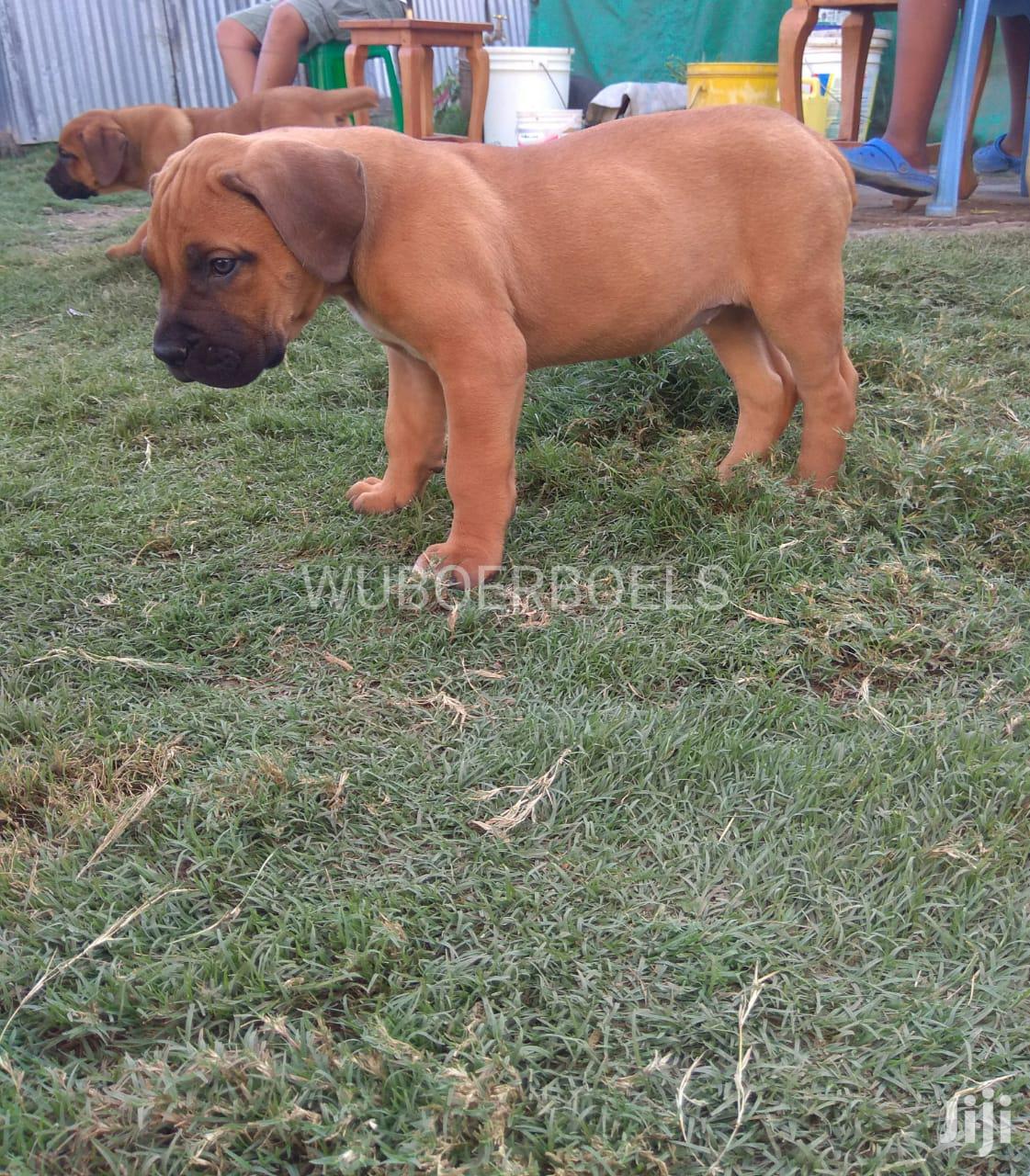 Baby Male Purebred Boerboel