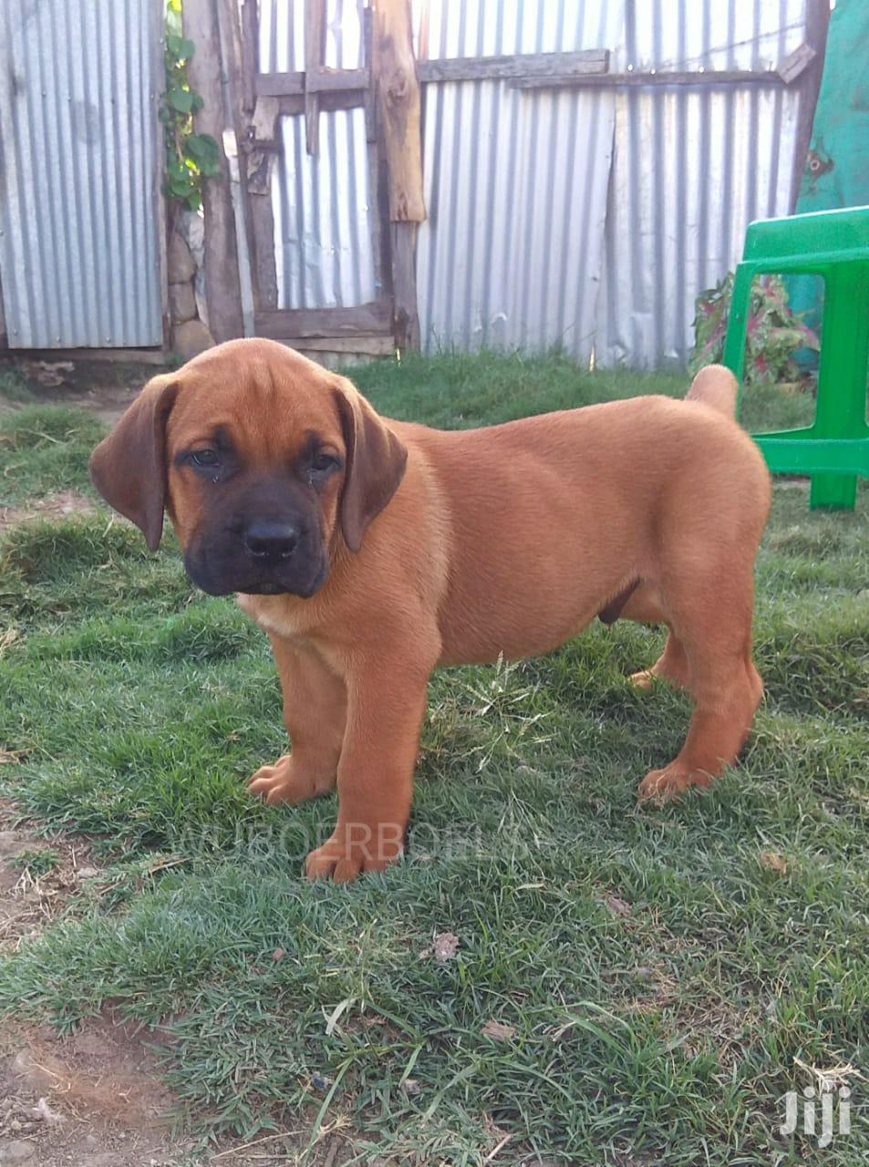 Baby Male Purebred Boerboel