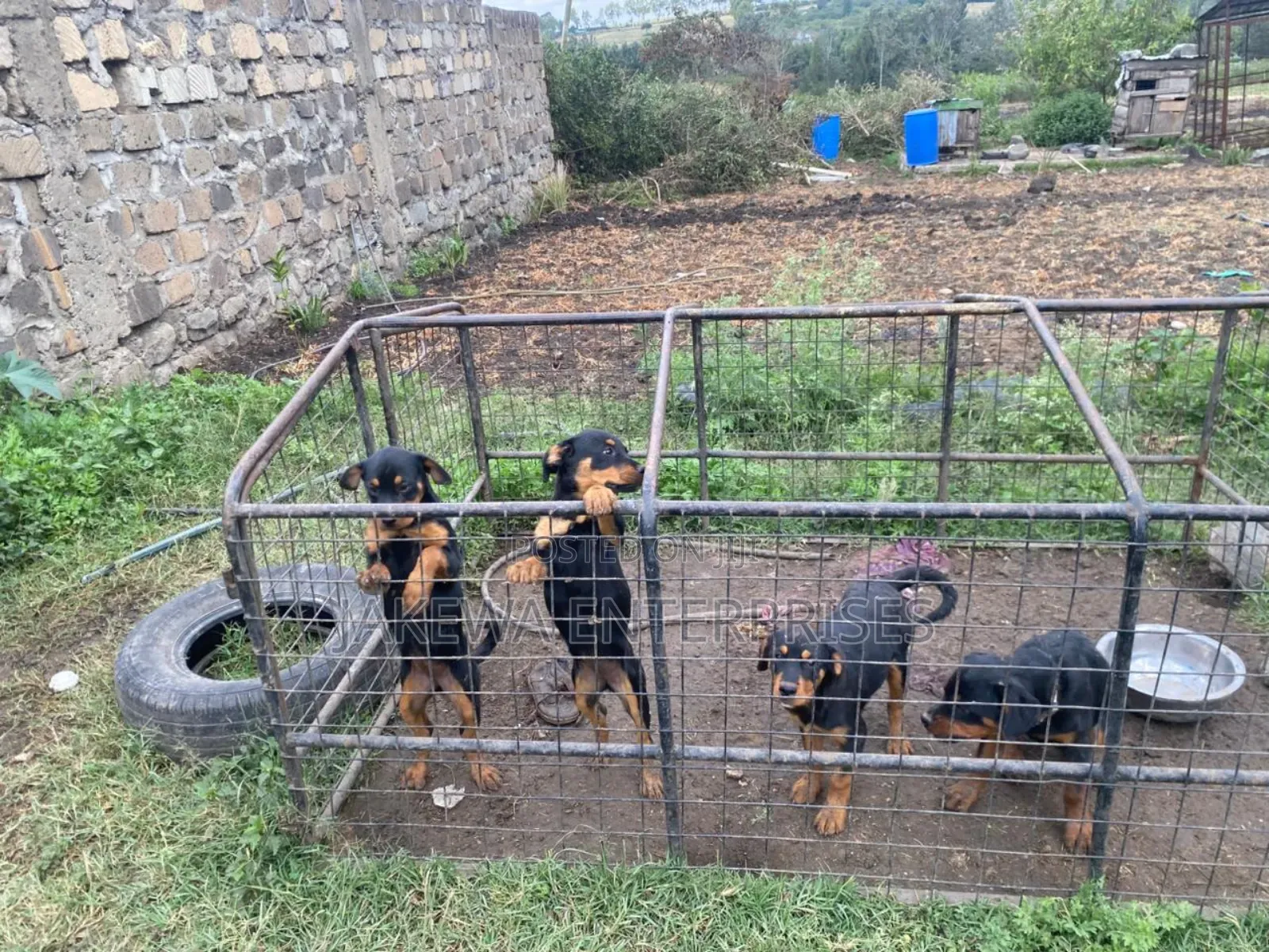 1-3 months Female Purebred Rottweiler