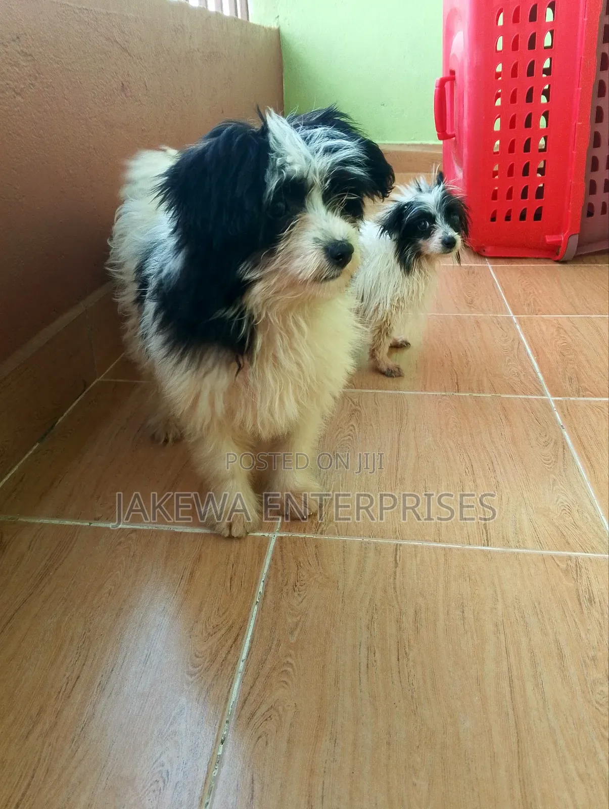 1-3 months Female Purebred Havanese