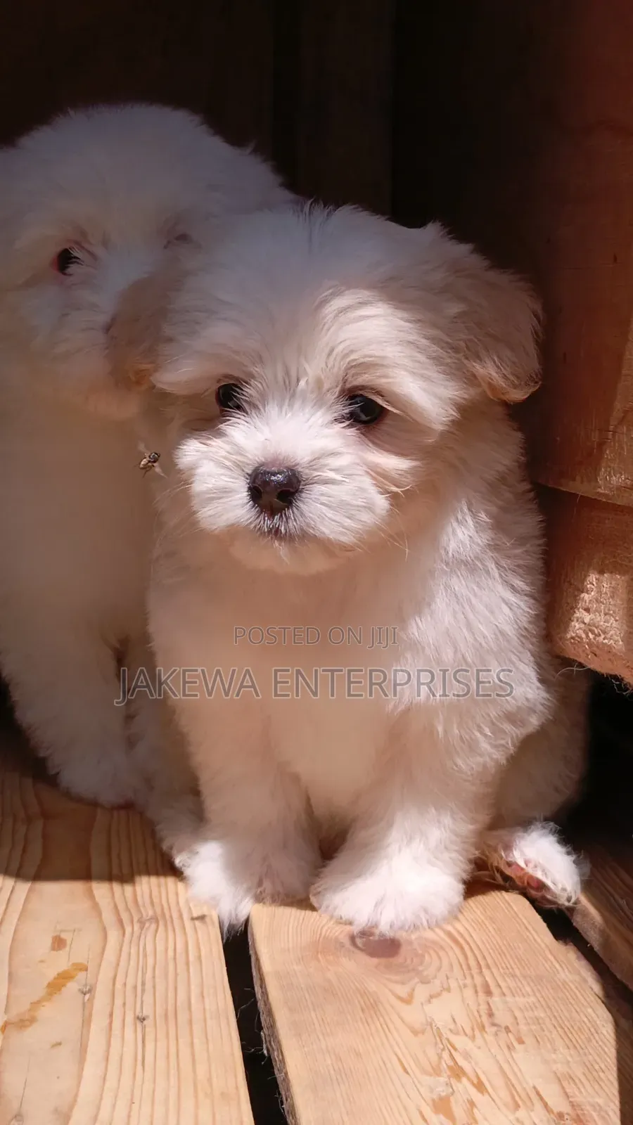 1-3 months Male Purebred Havanese