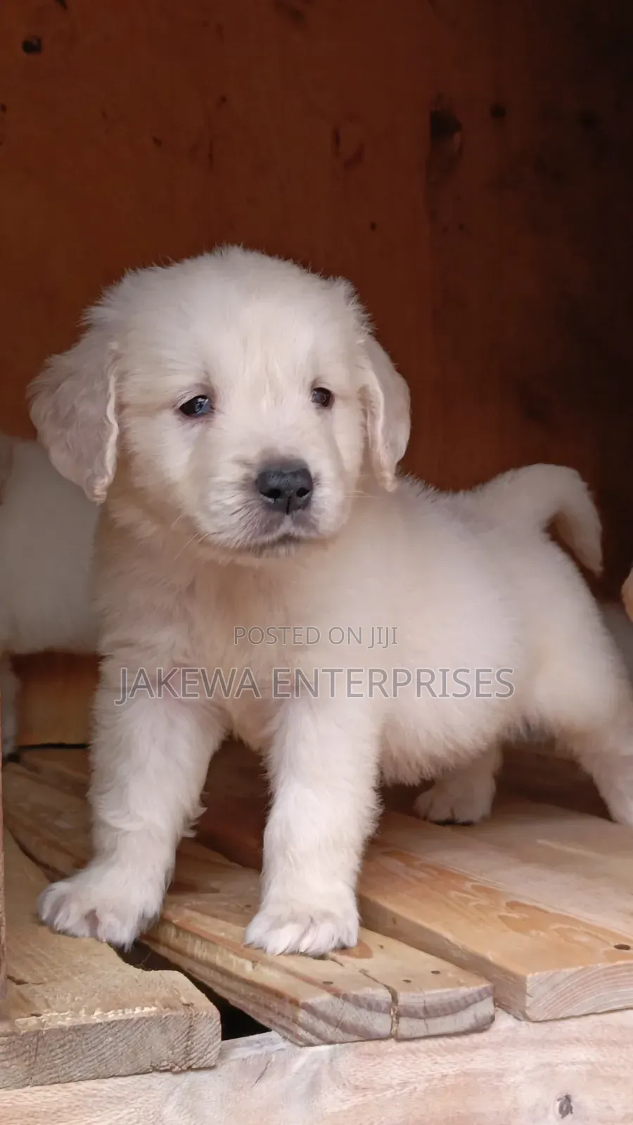 1-3 months Male Purebred Golden Retriever