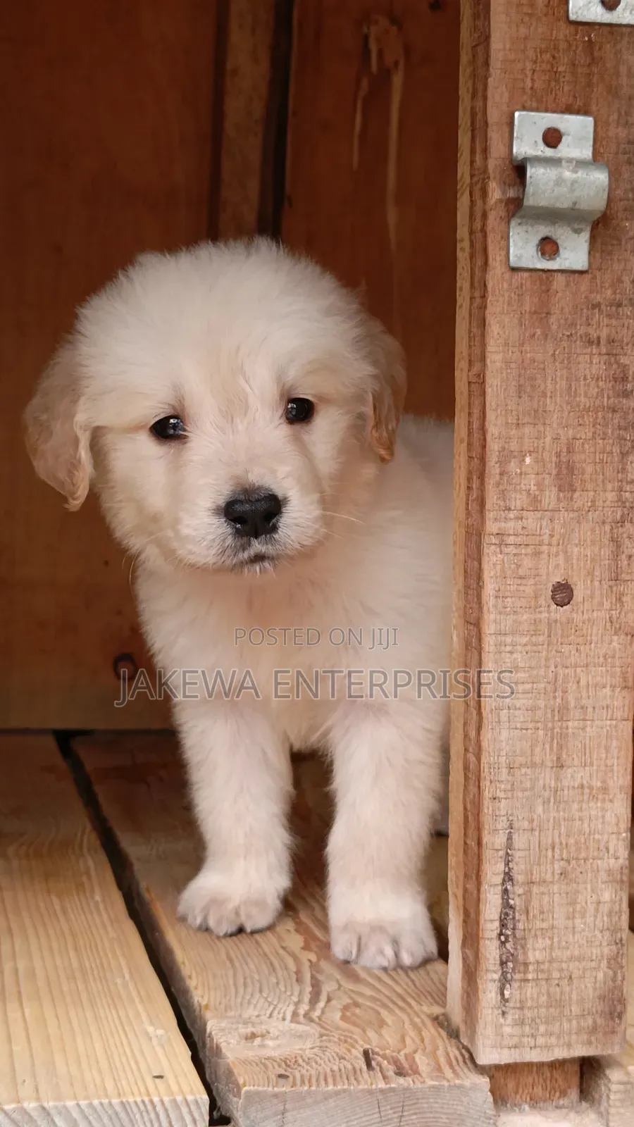 1-3 months Male Purebred Golden Retriever