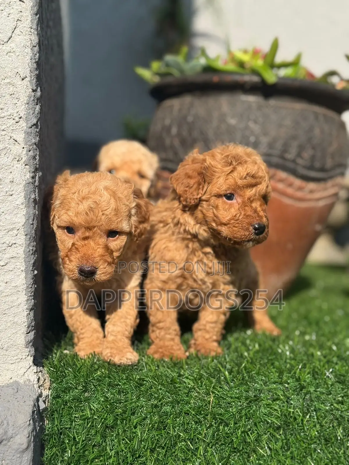 1-3 months Male Purebred Poodle