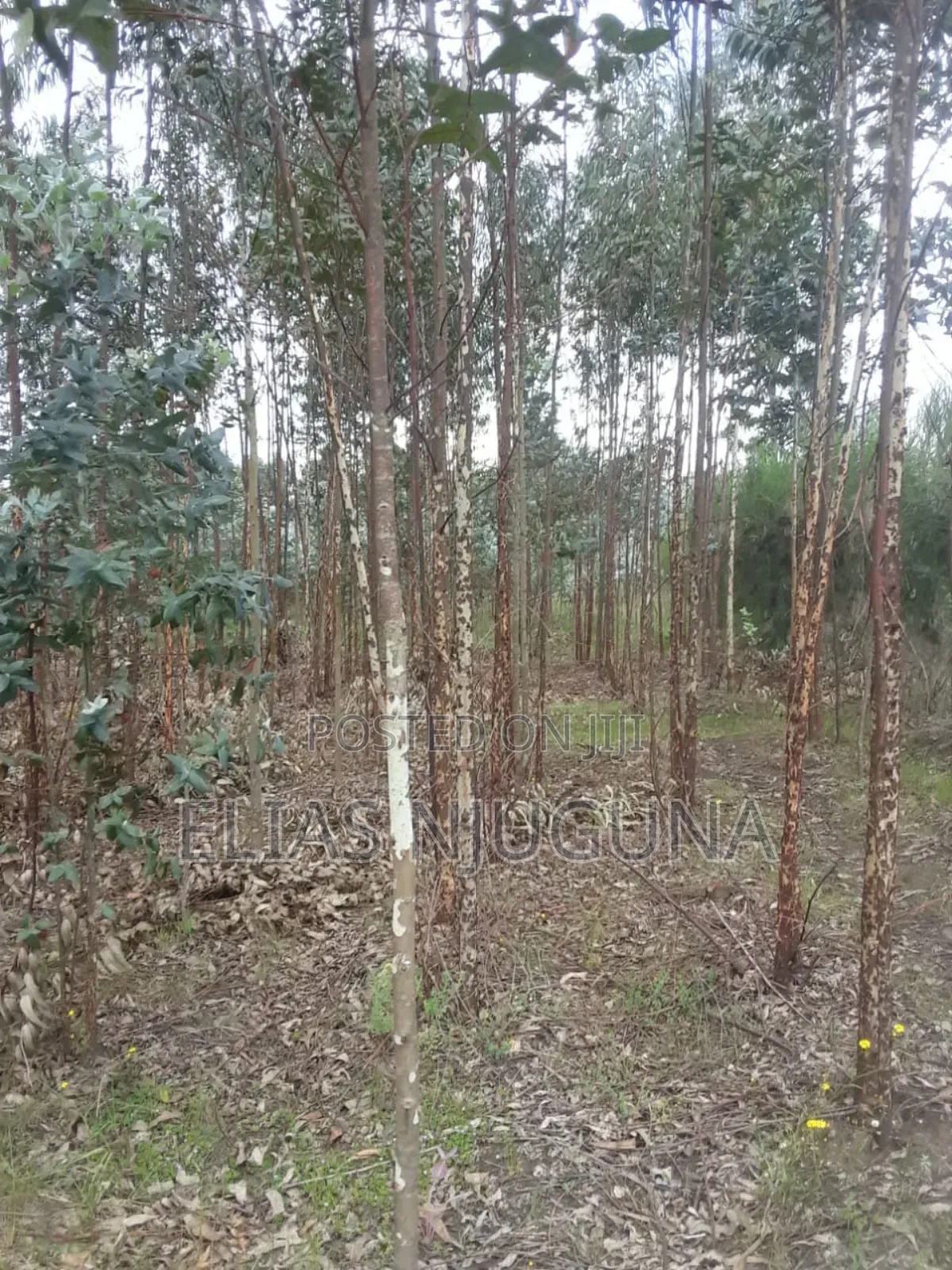 Nyandarua Rironi 5.5acre Each at KSH Negotiable.