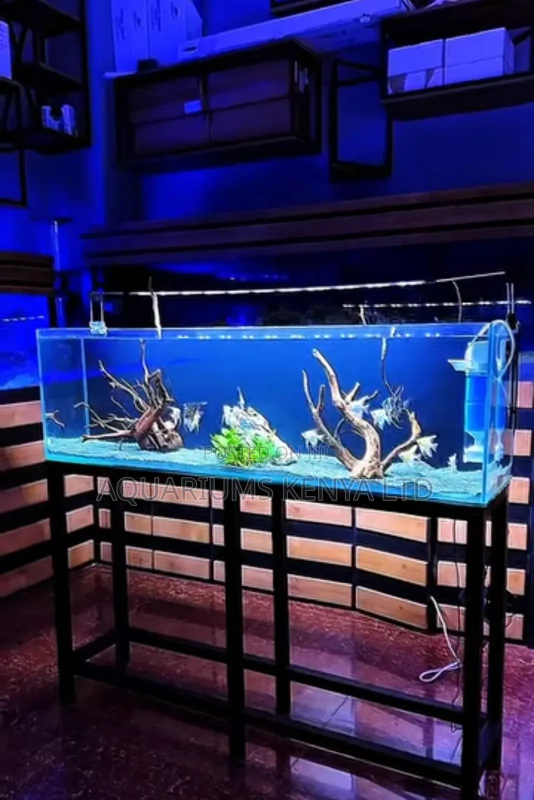 Metallic Stand Glass Aquarium : Simple Aquarium Setup