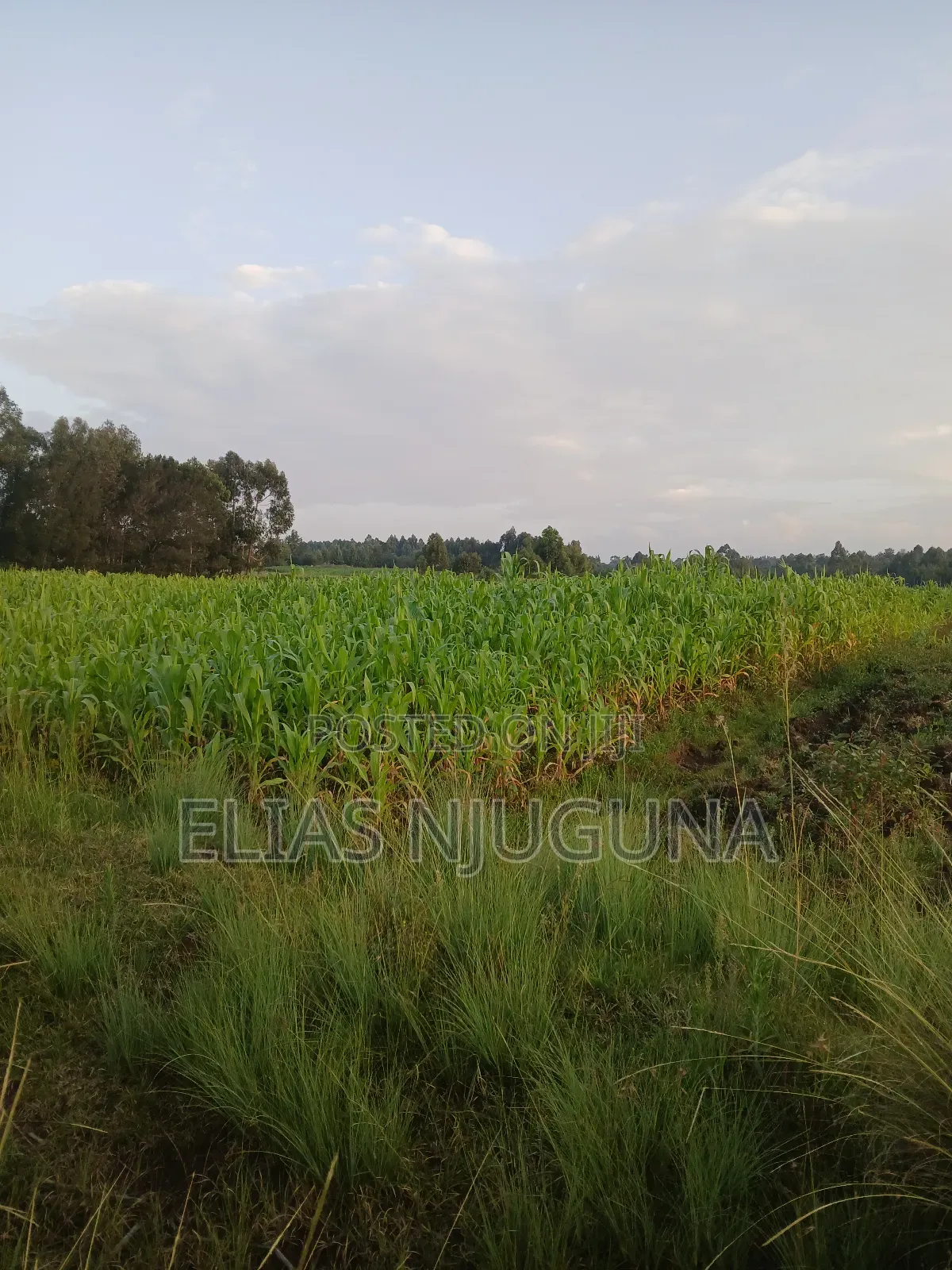 Nyahururu Maili Nne - Nyeri Rd 3acres With Free Hold Title.