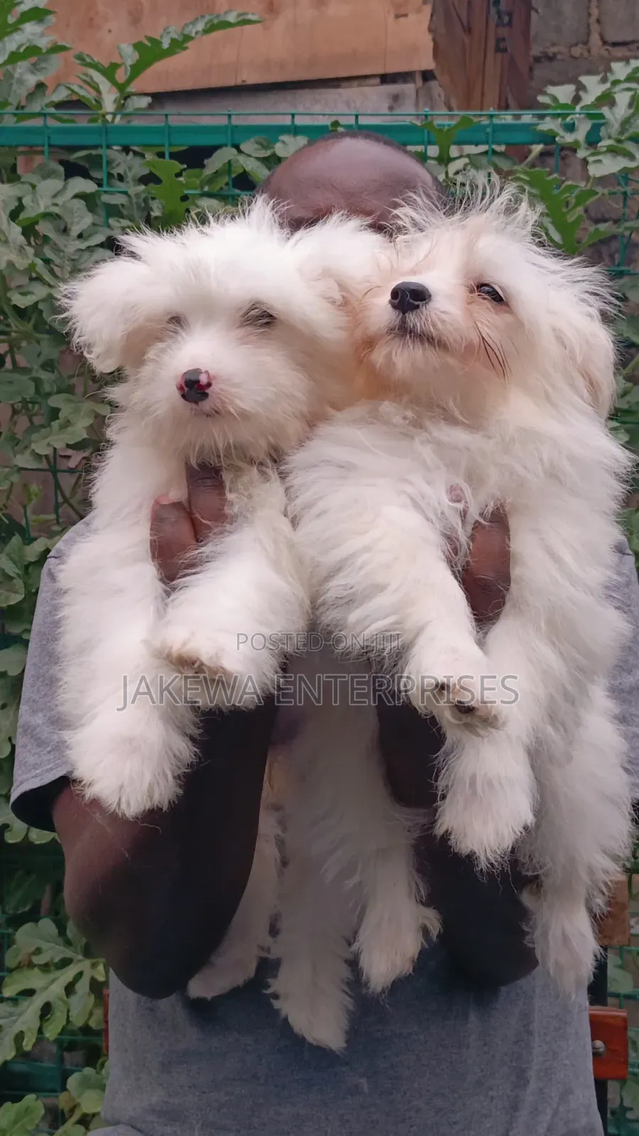 1-3 months Male Purebred Havanese