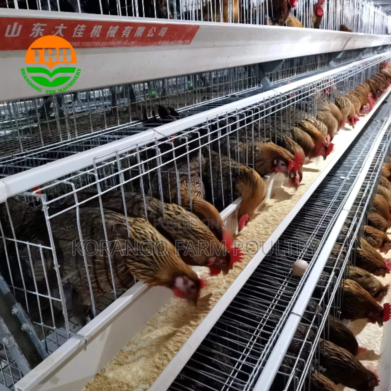 Layers Chicken Cages