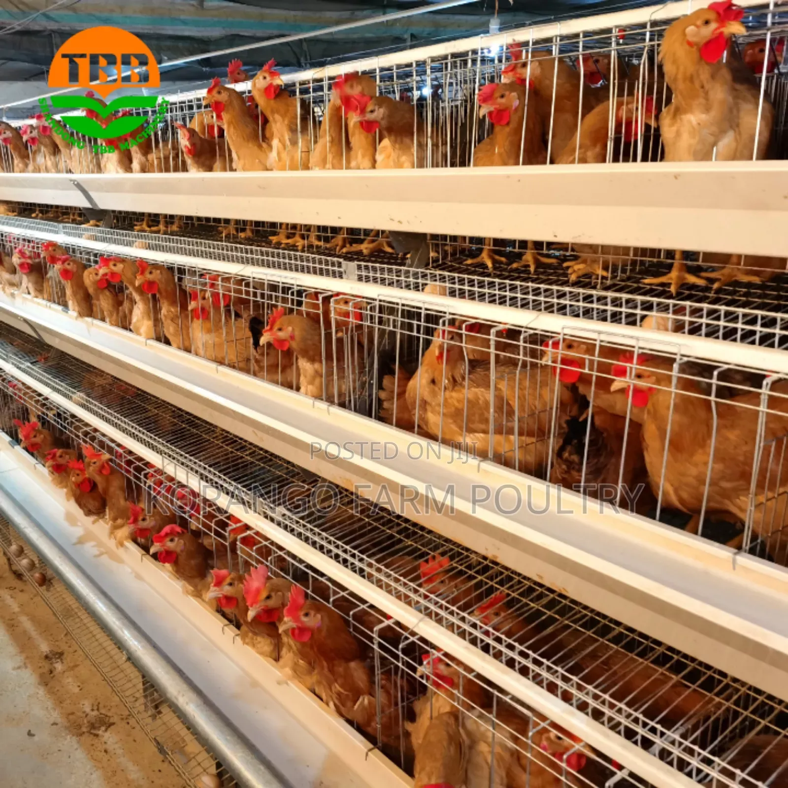 Layers Chicken Cages