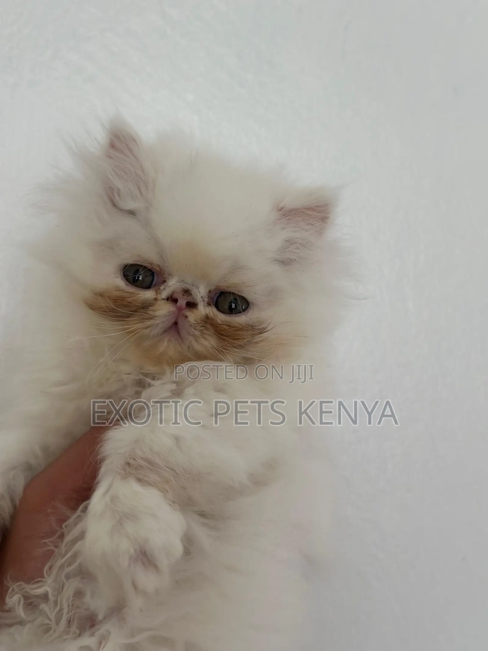 1-3 months Female Purebred Persian