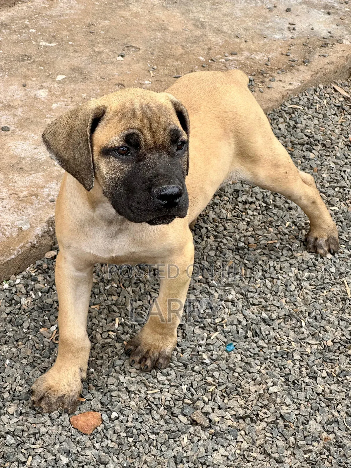 1-3 months Male Purebred Boerboel