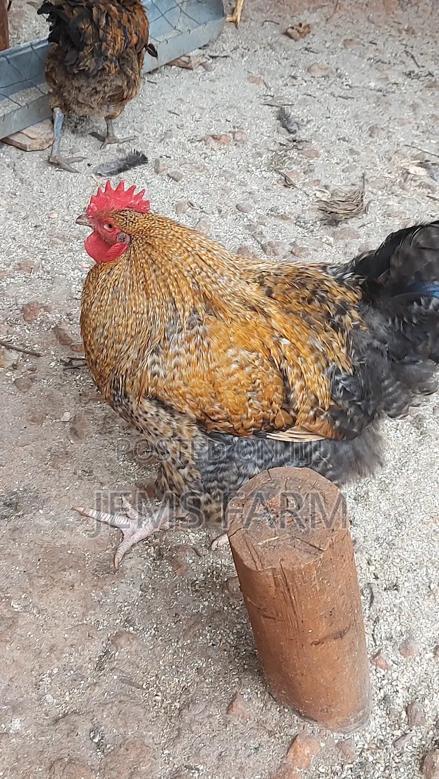 Fresh Fertilised Giant Orpington Hatching Eggs
