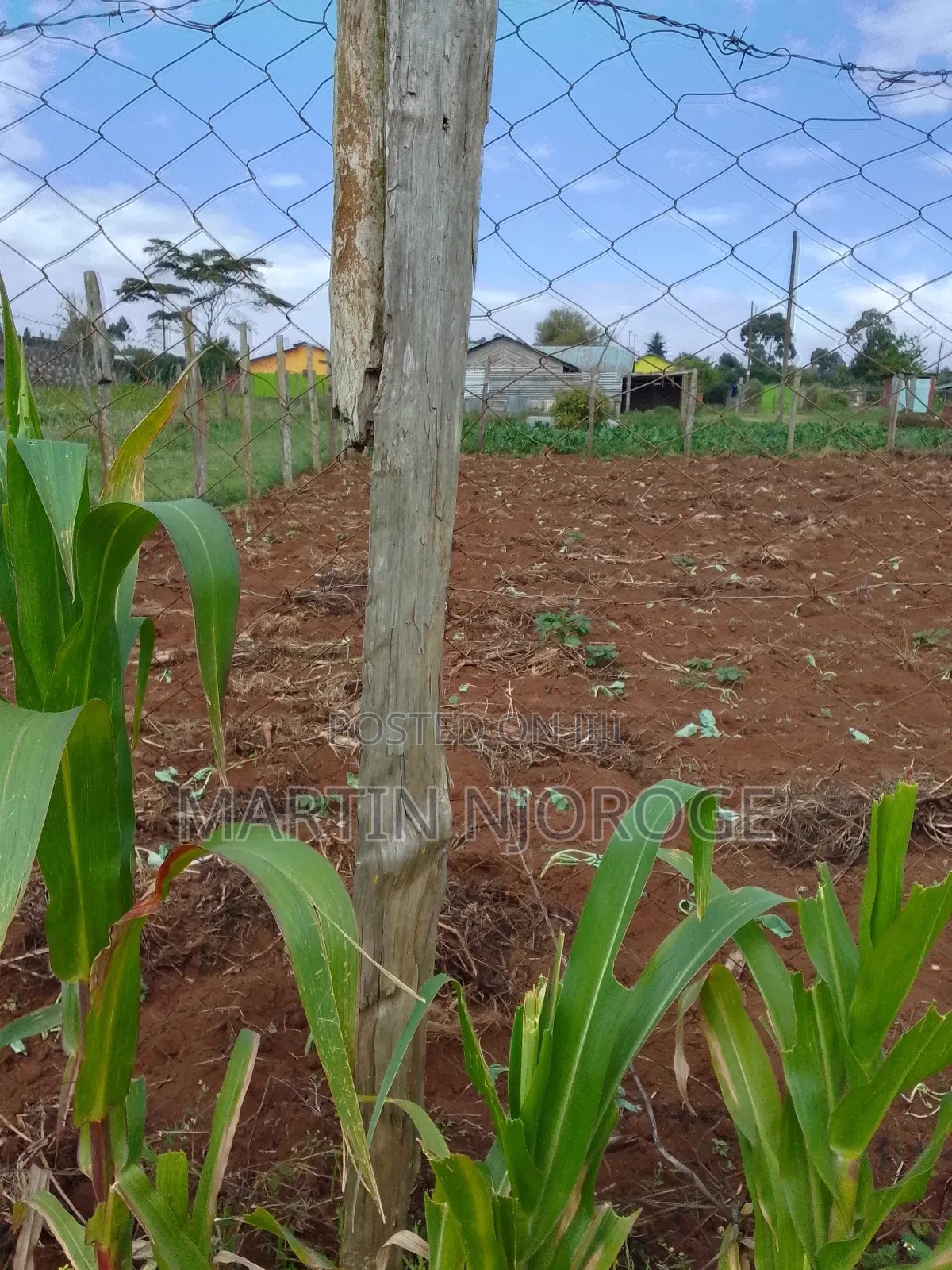1⁄4 (100 by 100) Murengeti
