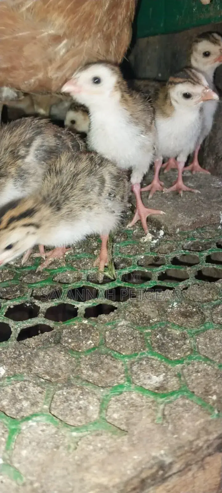 White Chested Kanga Guinea Fowl Keets (Chicks) For Sale