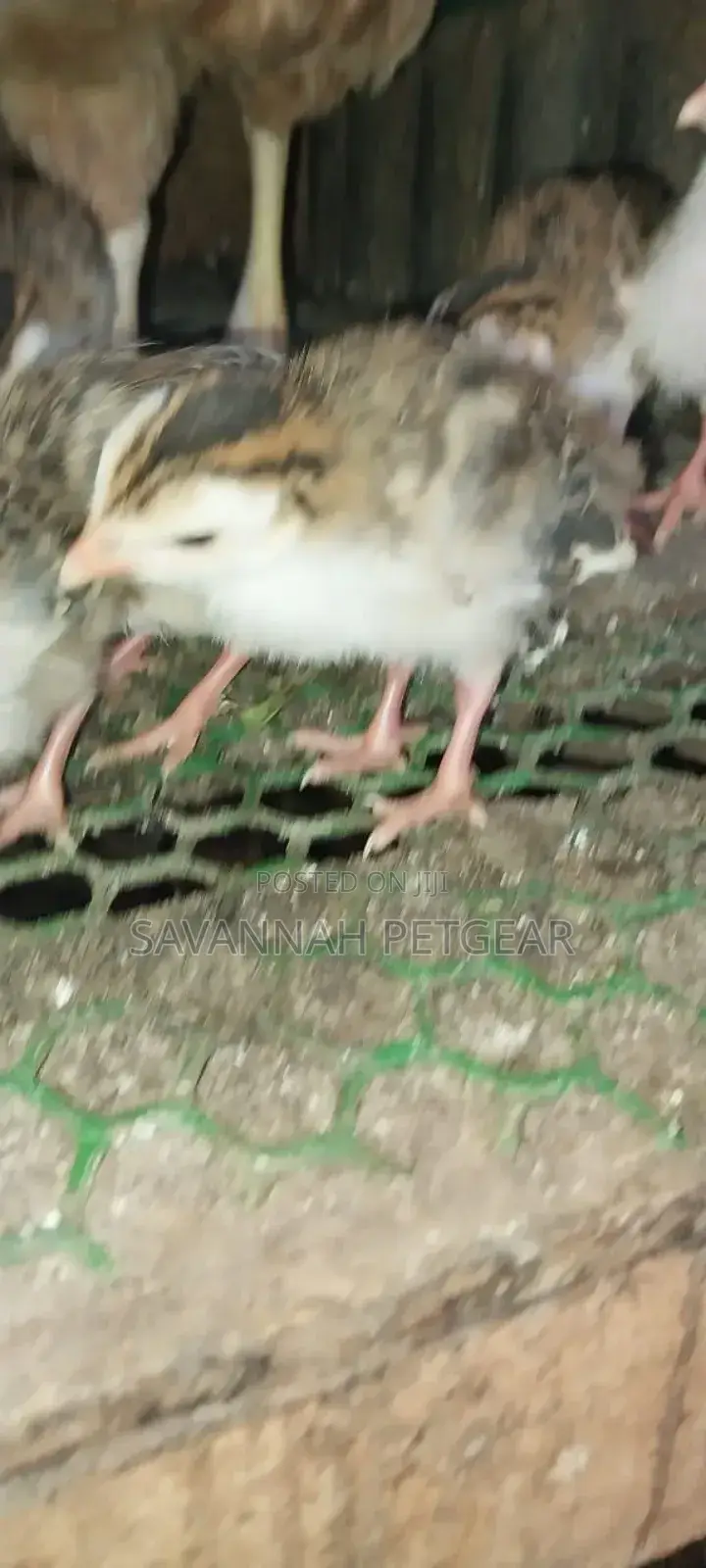 White Chested Kanga Guinea Fowl Keets (Chicks) For Sale