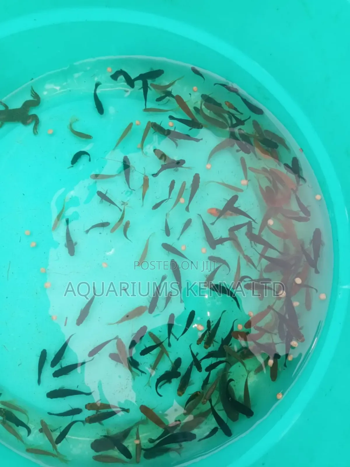 Black Fish: Black Mollies