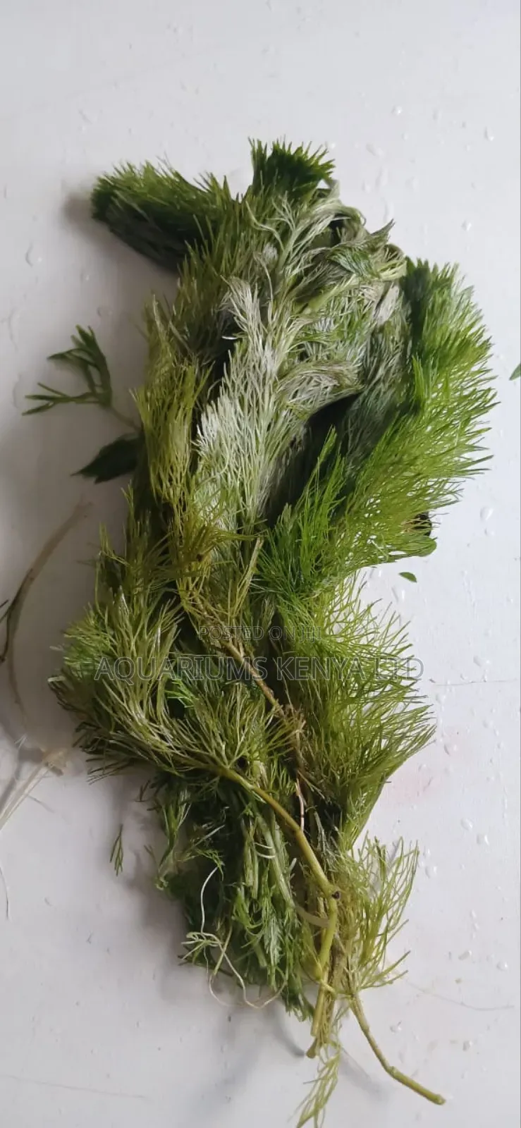 Hornwort (Ceratophyllum Demersum) Aquarium Live Plants
