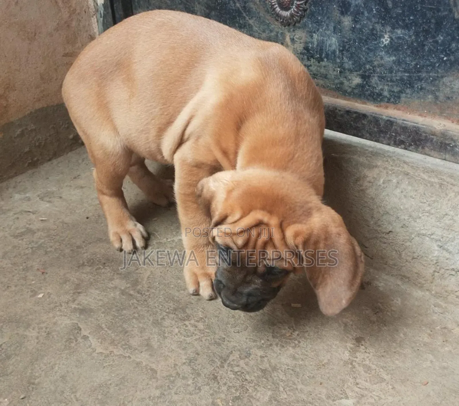 1-3 months Male Purebred Boerboel