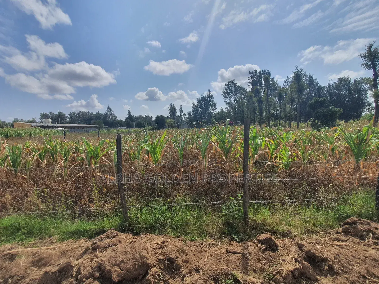 Nanyuki Town 1/4 Plots
