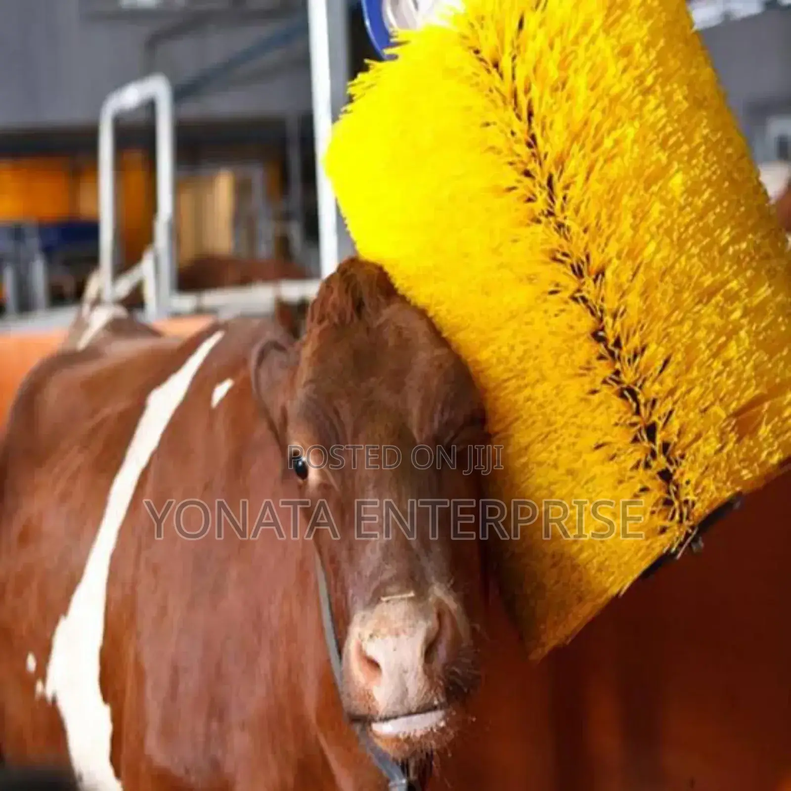 Automatic Cow Brush ( Automatic Sending)